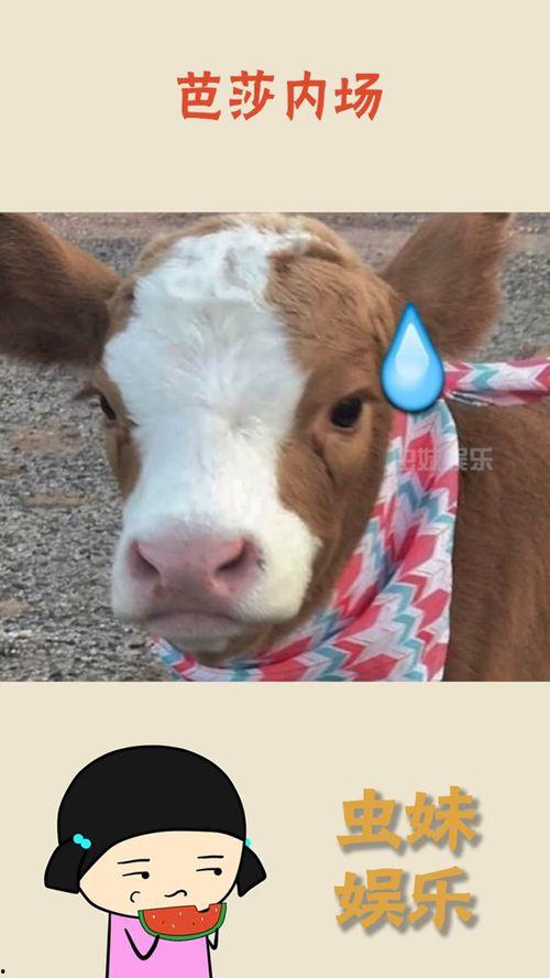 娱乐吃瓜酱丫,揭秘娱乐圈那些不为人知的幕后故事